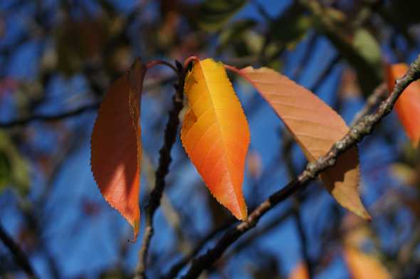 Autumn leaves